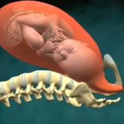 Otroliga animationer av födelsen