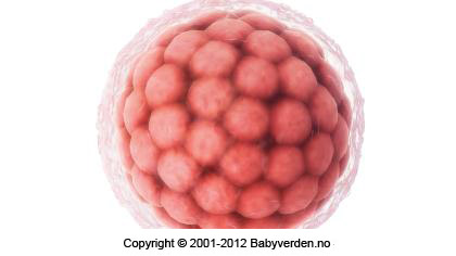 Embryots utveckling vecka för vecka